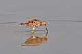 pectoral sandpiper, sandpiper-4